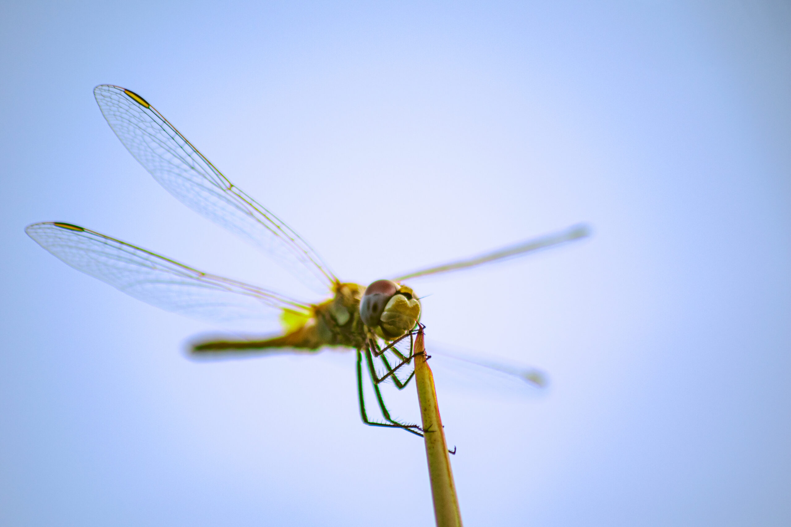 libellula